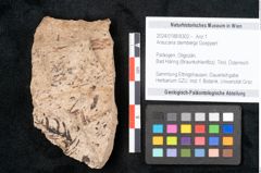 Foto (Objekt + Etikett) von Araucaria sternbergii Goeppert (NHMW-GEO-2024-0188-8302)